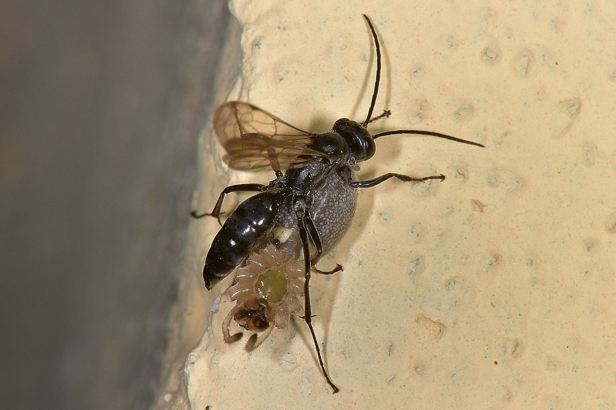 Pompilidae e Ichneumonidae suo parassitoide